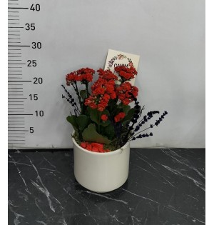 beyaz beton saksı da kalanchoe çiçeği